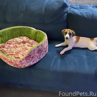 Потерялась собака породы Джек ...