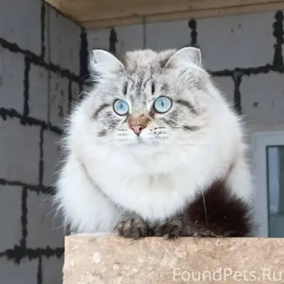 Пропал кот в Поповке . Ушёл из...