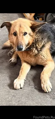 🆘🆘🆘 Ростов на Дону! ИЩЕМ СОБАК...