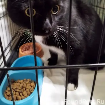 Поздно ночью найден кот на ул....