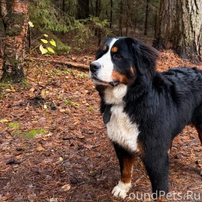 Потерялась собака: Кличка: Бер...