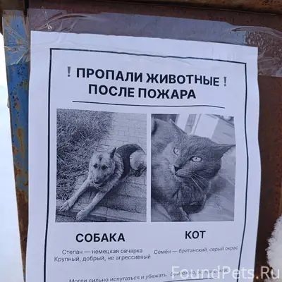 СРОЧНО‼️🆘РОЗЫСК, ‼️пропали кот...