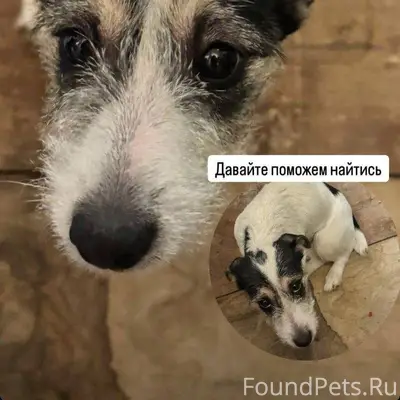 ♻️ОБЪЯВЛЕНИЯ♻️ 🆘🆘🆘 Найдена соб...