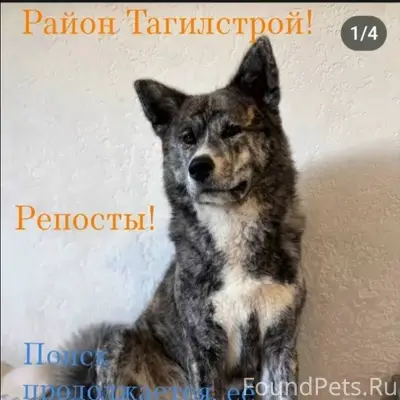 Нижний Тагил, 🆘, 🆘, 🆘!!! Друзь...