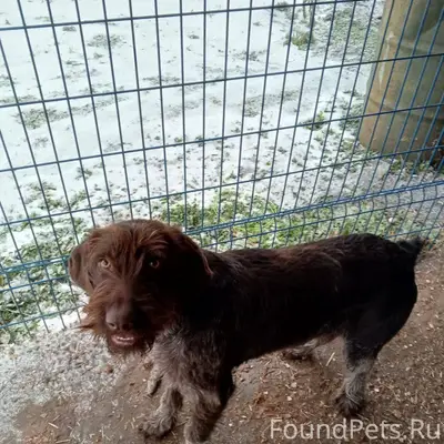 Пропала собака сучка щенок.вче...