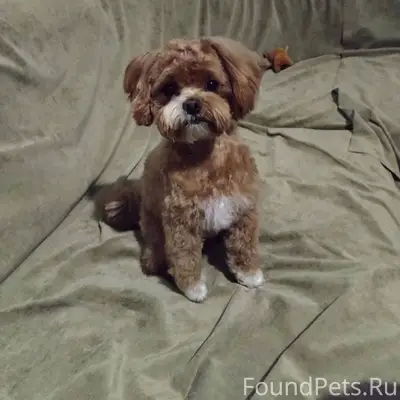 ПРОПАЛ ЩЕНОК маленький в район...