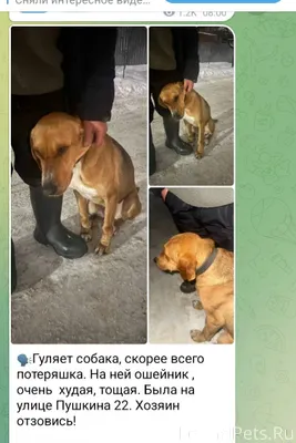 Потерялась собака 🐕‍🦺 чья соба...