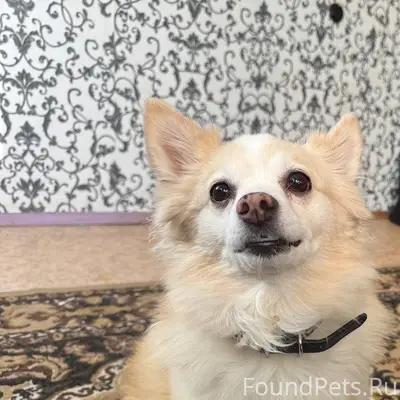 Убежала собака зовут Микки При...