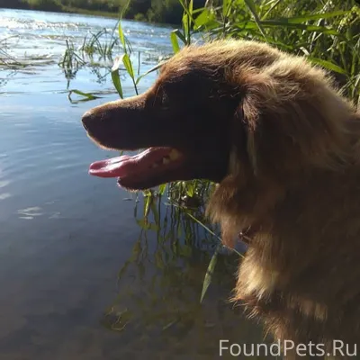 Потерялась собака РТ, Высокого...