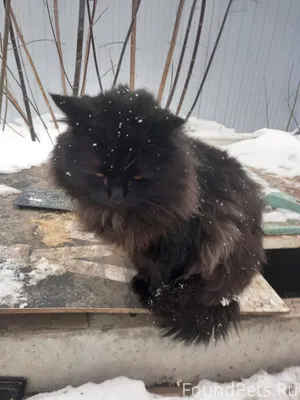 Тольятти. Найдена кошка!Помога...