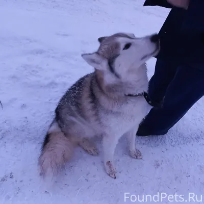 У кого потеряла собака? С ошей...