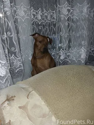 Потерялись собаки!!! 21.01 око...