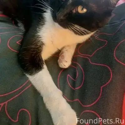 Пропал кот кто видел напишите ...