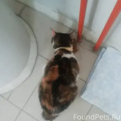 Найдена кошка. Замерзала под б...