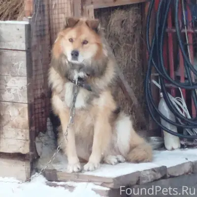 Во время пожара в поселке Стре...