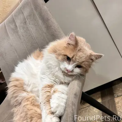 Пропал кот в районе Лужки!!! М...