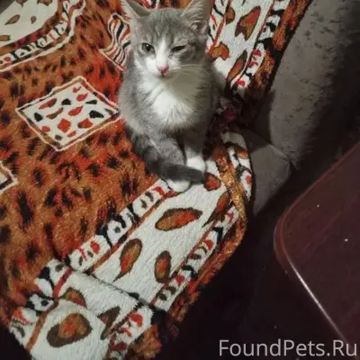 Пропал котенок пол женский не ...
