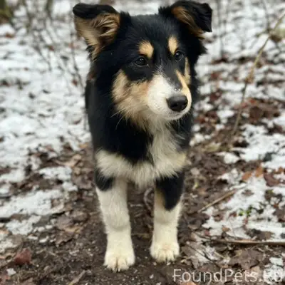 ПРОПАЛА СОБАКА. девочка, средн...