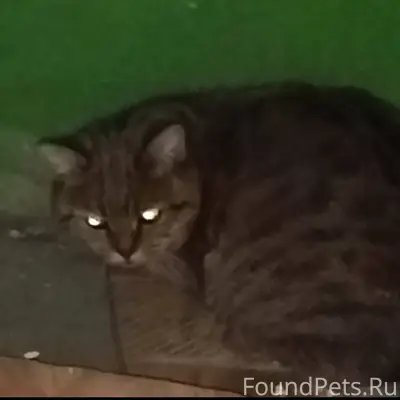 На Мехоношина,2- 1 подъезд, уж...