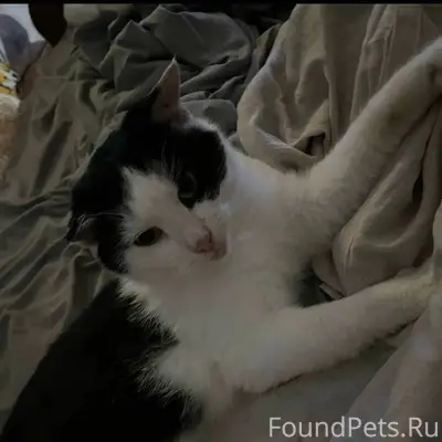 Пропал кот в районе станции, о...