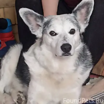 Помогите найти❗️Ищем собаку, к...