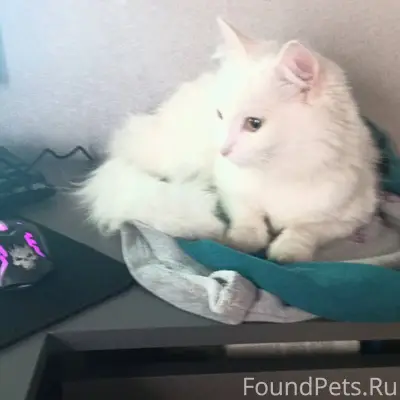 Найдена кошка на улице Дзержин...