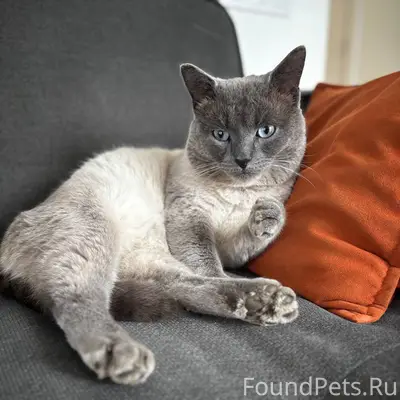 Пропал кот, 20 декабря ушел ве...