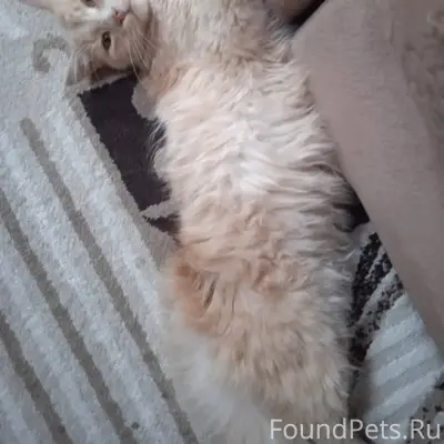 Пропал кот, зовут Кекс. Помоги...