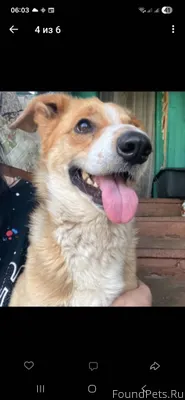 Пропала собака на Ивановских д...