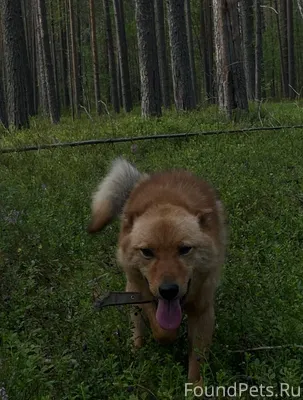 Потерялась собака, по кличке «...