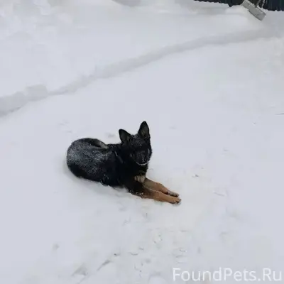 🐾 Пропала собака! В Белоусово ...