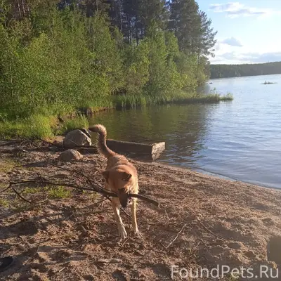 Пропала собака,уже почти недел...