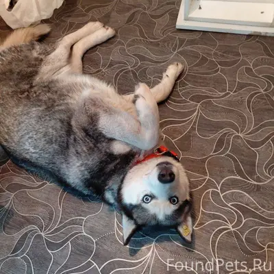 Пропал пес на Димитрова!! Поро...