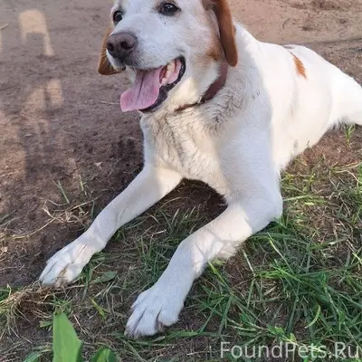 Пропала собака. Если кто-то ви...