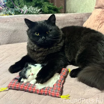 📌📌История про котика Мишу🐈‍⬛ 😶...