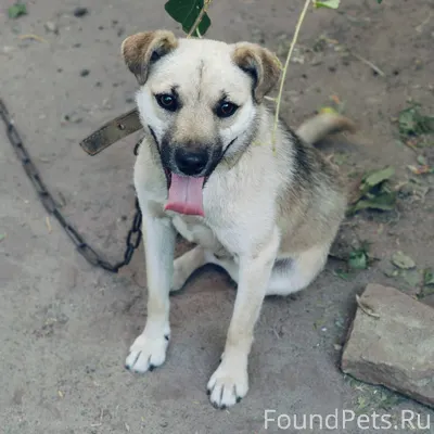 Пропал пёс 16.01.2026. Был...