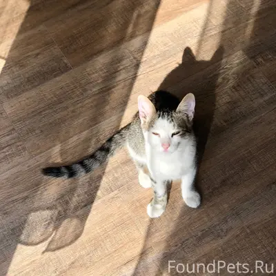 Пропал кот , отзывается на кли...