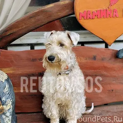 Пропала пшеничный терьер Зорьк...