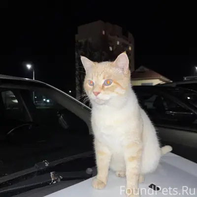 Пропал кот в районе ул. Мира.....