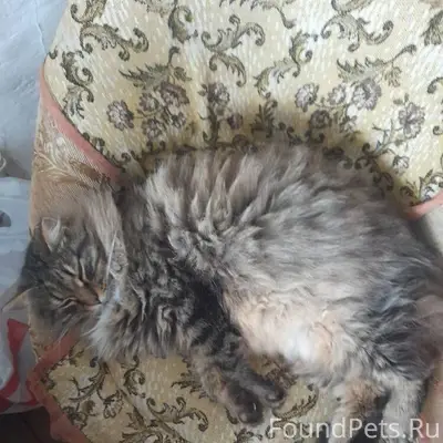 С улицы Берёзовой пропал кот, ...