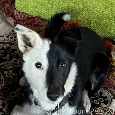 Пропал пес. Кличка Малыш. Райо...