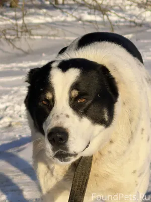 ИЩЕТ ДОМ Батыр! Молоденький кр...