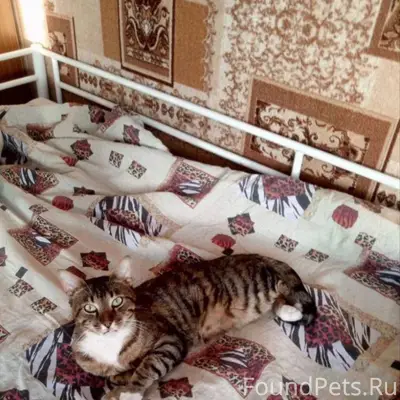 ПОЖАЛУЙСТА РЕПОСТ!🙏 Пропал кот...