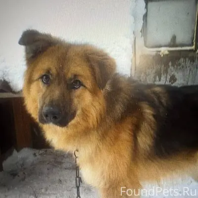 Пишу по просьбе. В Богашева в....