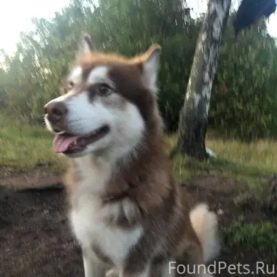 Здравствуйте,потерялась собака...