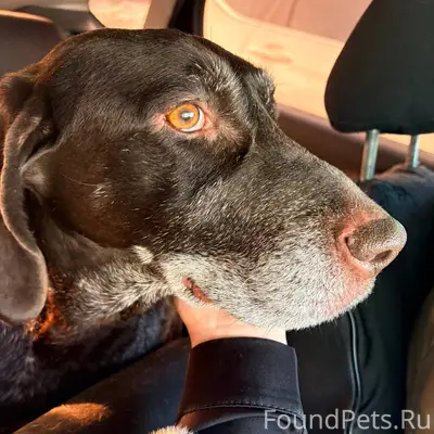 Найдена собака на трассе Виля-...