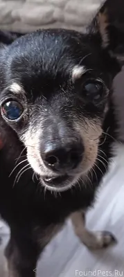 22 января найден той терьер, г...