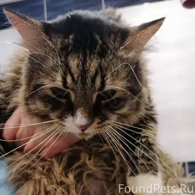 ЧЕЙ КОТ? https://vk.ru/id14944...