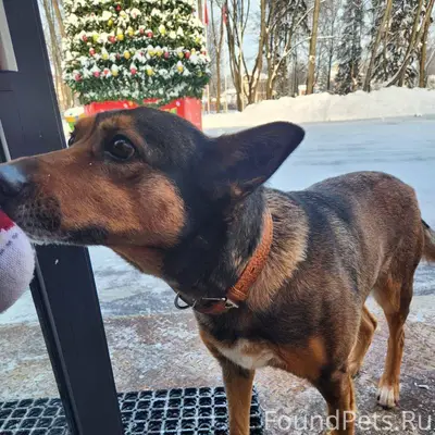 Замечена собака, с оранжевым о...