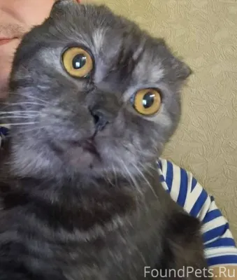 🆘‼🆘 Пропала кошка 🆘‼🆘 Зовут Бу...